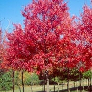 Acer Sun Valley