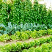 Home & Garden