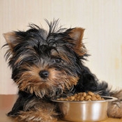 Pet