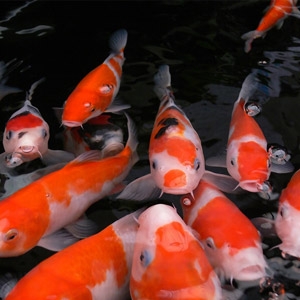 Dunn's Fish Day 