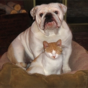 Pet