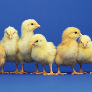 Purchase 18 or More Chicks for $1.50 Each