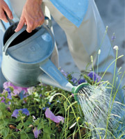 Willow Run Nursery List