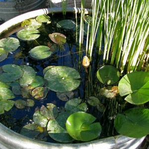 Water Garden Festival