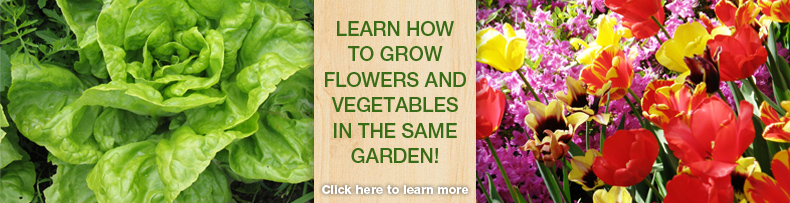 Veggie and Flower ad