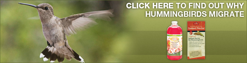 Hummingbirds Migrate ad