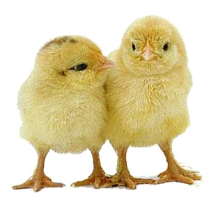 Chickens, Ducks & Turkeys Arriving