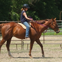 Benefit Open Horse Show