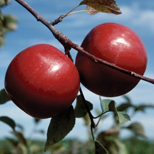 $5 Off Any Apple Tree
