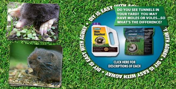 DIY Moles & Voles