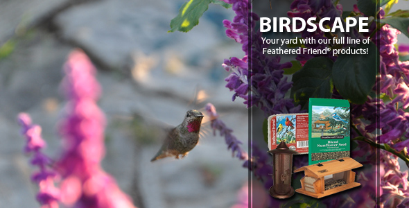 May Birdscape