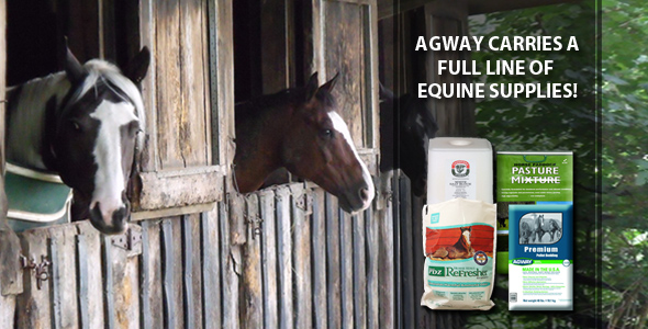 May Equine