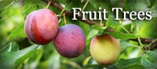 Fruit Trees