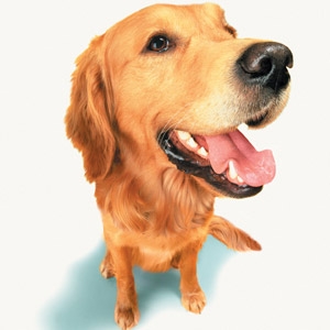 National Pet Month