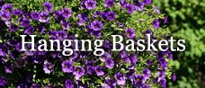 Hanging Baskets