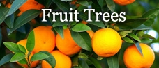 Fruit Trees