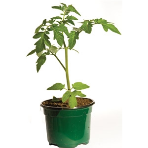 Save 50% on Tomatoes!