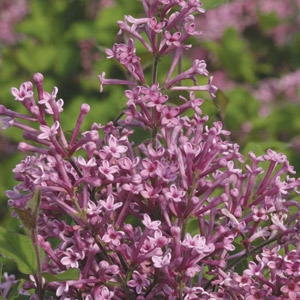 #3 Reblooming Lilac Bloomerang only $29.99!