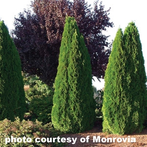 Save $10 on Emerald Green Arborvitae