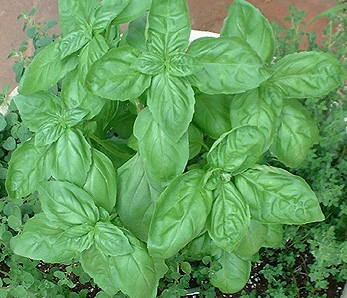 Herb Seminar