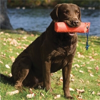 Obedience Training