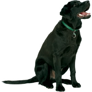 Visit us at Dog Shows