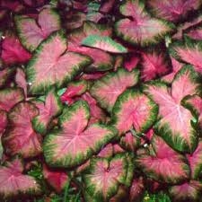 6.5 inch Caladiums only $7.99