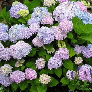 Endless Summer Hydrangeas only $21.99