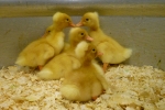 Ducklings