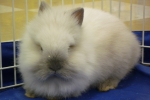 Lion Head Bunny
