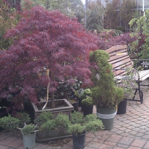 20% Off Entire Stock of Japanese Maples