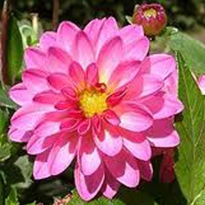 Awesome Varieties of Dahlias starting at $9.99!