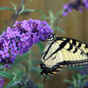 20% Off Entire Stock of Butterfly Bushes