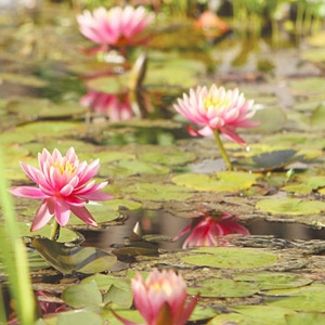 20% Off Entire Stock of Aquatic Plants!