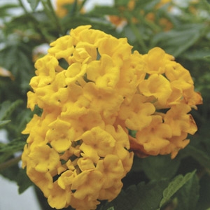 10'' Lantana Topiary Only $19.99 Each