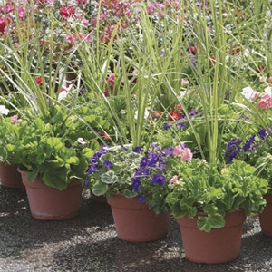 Custom Mixed Container Plantings Start at $39.99