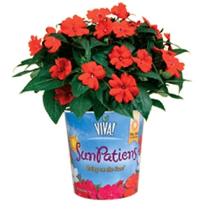 1 Gallon Sunpatiens $7.99