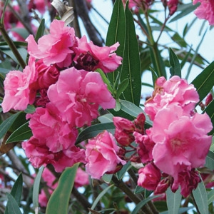 10'' Oleander Topiary Only $24.99 Each