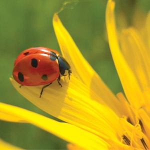 $12.99 for Ladybugs or Praying Mantis