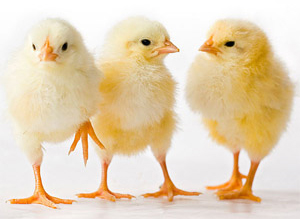 Now taking poultry orders