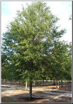 45-Gal/15 ft tall Live Oak Trees Only $169.99