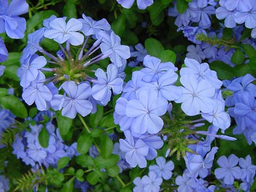 3-Gal Plumbago Buy 2, Get 1 FREE!