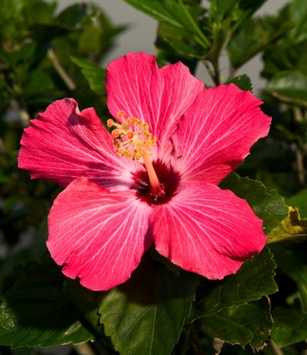 3-Gal Pot Hibiscus Bush Buy 2, Get 1 FREE!
