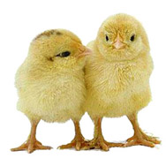 chicks