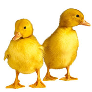 ducks