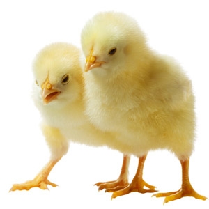 3rd Annual Mountain Valley Chicken Stock Swap Meet