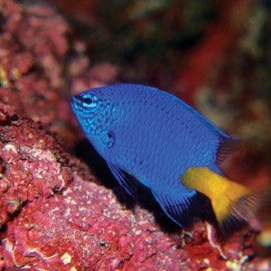 Buy Any 2 Tropical Fish Get 1 Free