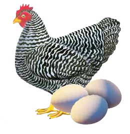 Northern Colorado Feeders Supply Winterizing Your Flock Fort
