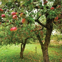 Grafting Fruit Trees