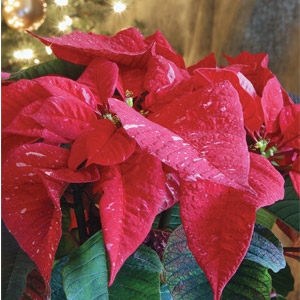 $1 Off Poinsettas